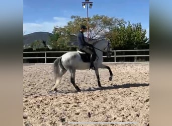 Lusitano, Ruin, 8 Jaar, 165 cm, Schimmel