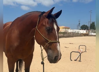 Lusitano Mix, Ruin, 8 Jaar, 166 cm, Bruin
