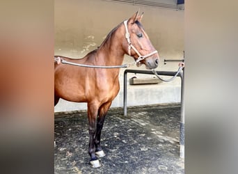 Lusitano Mix, Ruin, 8 Jaar, 167 cm, Bruin