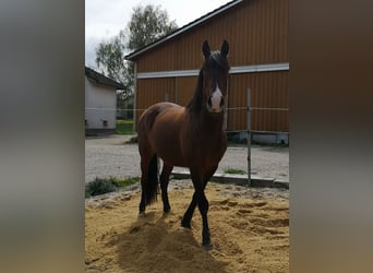 Lusitano, Ruin, 9 Jaar, 150 cm, Bruin