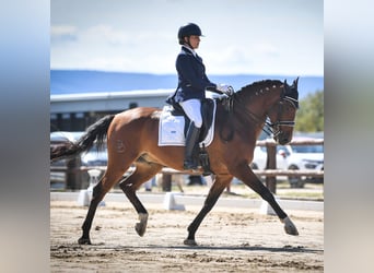 Lusitano, Ruin, 9 Jaar, 162 cm, Roodbruin