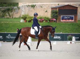 Lusitano, Ruin, 9 Jaar, 162 cm, Roodbruin