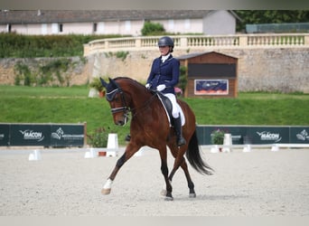 Lusitano, Ruin, 9 Jaar, 162 cm, Roodbruin