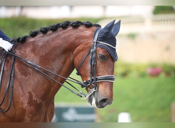 Lusitano, Ruin, 9 Jaar, 162 cm, Roodbruin
