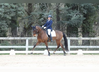 Lusitano, Ruin, 9 Jaar, 162 cm, Roodbruin