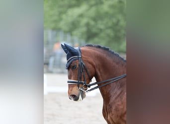 Lusitano, Ruin, 9 Jaar, 162 cm, Roodbruin