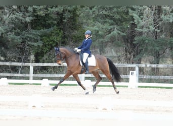 Lusitano, Ruin, 9 Jaar, 162 cm, Roodbruin