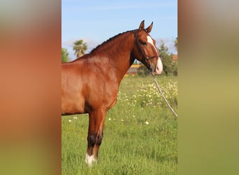 Lusitano, Ruin, 9 Jaar, 163 cm, Lichtbruin