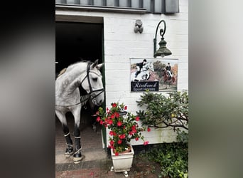 Lusitanos, Wallach, 9 Jahre, 164 cm, Apfelschimmel