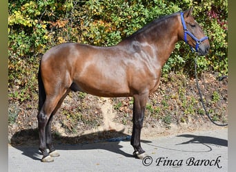 Lusitano, Ruin, 9 Jaar, 164 cm, Bruin