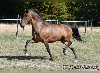 Lusitano, Ruin, 9 Jaar, 164 cm, Bruin