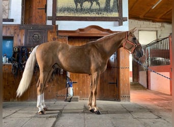 Lusitano, Ruin, 9 Jaar, 164 cm, Palomino