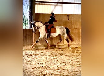 Lusitano, Ruin, 9 Jaar, 164 cm, Schimmel