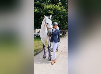 Lusitano, Ruin, 9 Jaar, 164 cm, Schimmel