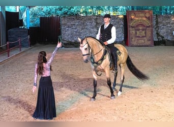 Lusitano Mix, Ruin, 9 Jaar, 167 cm, Falbe