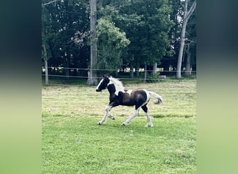 Lusitano, Ruin, Veulen (01/2026), 152 cm, Donkere-vos