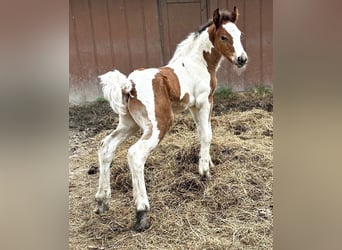 Lusitano, Ruin, Veulen (01/2026), 152 cm, Donkere-vos