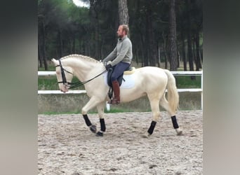 Lusitano, Stallion, 10 years, 15.2 hh, Perlino