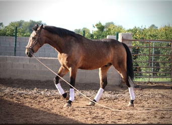 Lusitano, Stallion, 10 years, 15,2 hh, Buckskin
