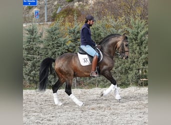 Lusitano, Stallion, 10 years, 15,3 hh, Dun