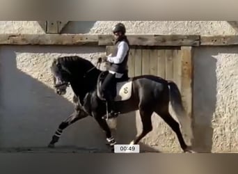 Lusitano, Stallion, 10 years, 16.1 hh, Grey