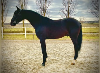 Lusitano, Stallion, 10 years, 16 hh, Black