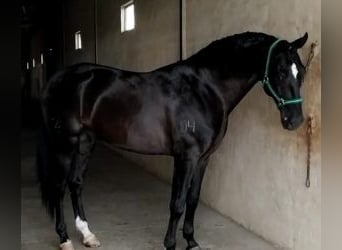 Lusitano Mix, Stallion, 10 years, 16 hh, Black