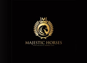 Lusitano, Stallion, 10 years, 16 hh, Grey-Dapple