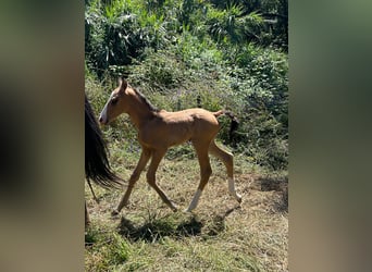 Lusitano, Stallion, 10 years, 16,1 hh, Cremello