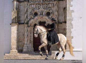 Lusitano, Stallion, 10 years, 16,1 hh, Cremello