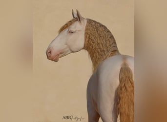 Lusitano, Stallion, 10 years, 16,1 hh, Cremello