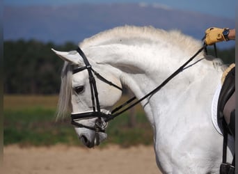 Lusitano, Stallion, 11 years, 16.1 hh, Grey