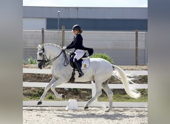 Lusitano, Stallion, 11 years, 16 hh, Grey
