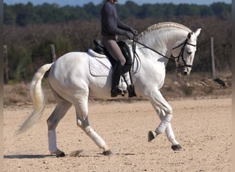 Lusitano, Stallion, 11 years, 16 hh, Grey