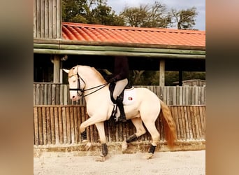 Lusitano, Stallion, 11 years, 16,2 hh, Cremello