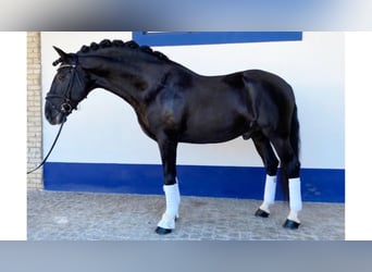 Lusitano, Stallion, 12 years, 16.1 hh, Black