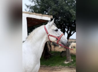 Lusitano, Stallion, 12 years, 16 hh, Grey