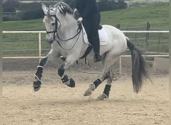 Lusitano, Stallion, 12 years, 16 hh, Grey