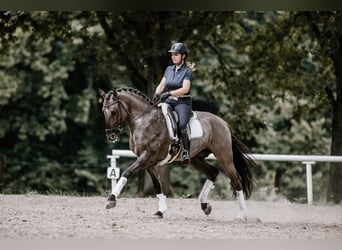 Lusitano, Stallion, 12 years, 16 hh, Grullo