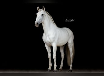 Lusitano, Stallion, 13 years, 15,2 hh, Gray