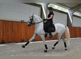 Lusitano, Stallion, 13 years, 15.3 hh, White