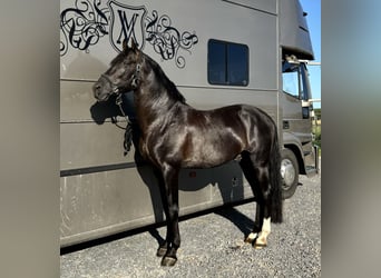 Lusitano, Stallion, 13 years, 15,2 hh, Bay-Dark