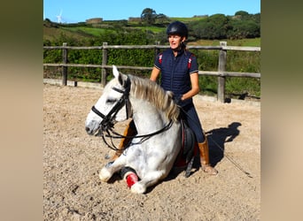 Lusitano, Stallion, 13 years, 16,1 hh, Grey