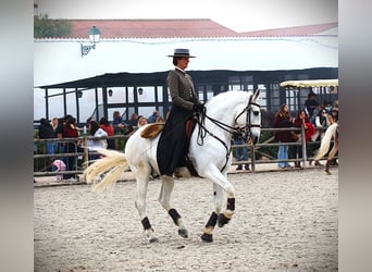 Lusitano, Stallion, 13 years, 16,1 hh, Grey