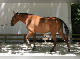 Lusitano, Stallion, 14 years, 15.2 hh, Brown