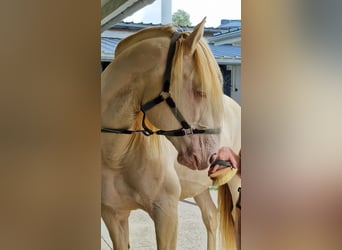 Lusitano, Stallion, 14 years, 15.2 hh, Perlino
