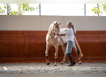 Lusitano, Stallion, 14 years, 15.2 hh, Perlino