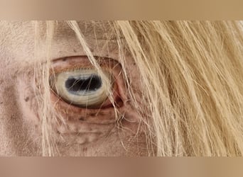 Lusitano, Stallion, 14 years, 15.2 hh, Perlino