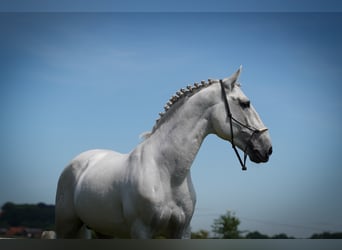 Lusitano, Stallion, 14 years, 15.3 hh, White