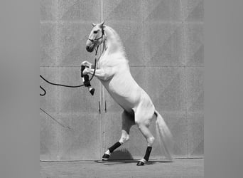 Lusitano, Stallion, 14 years, 15.3 hh, White